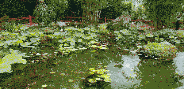 little pond