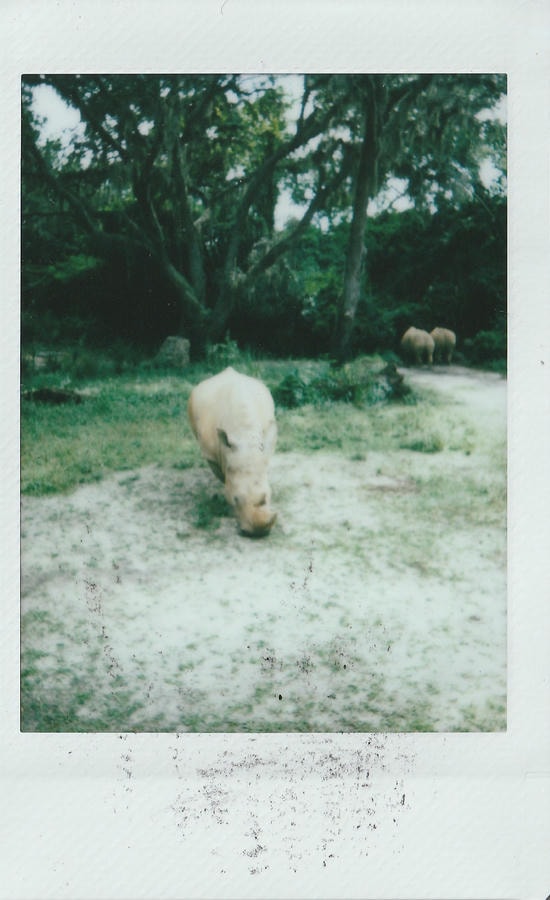rhino