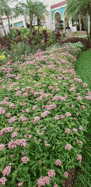 flowers