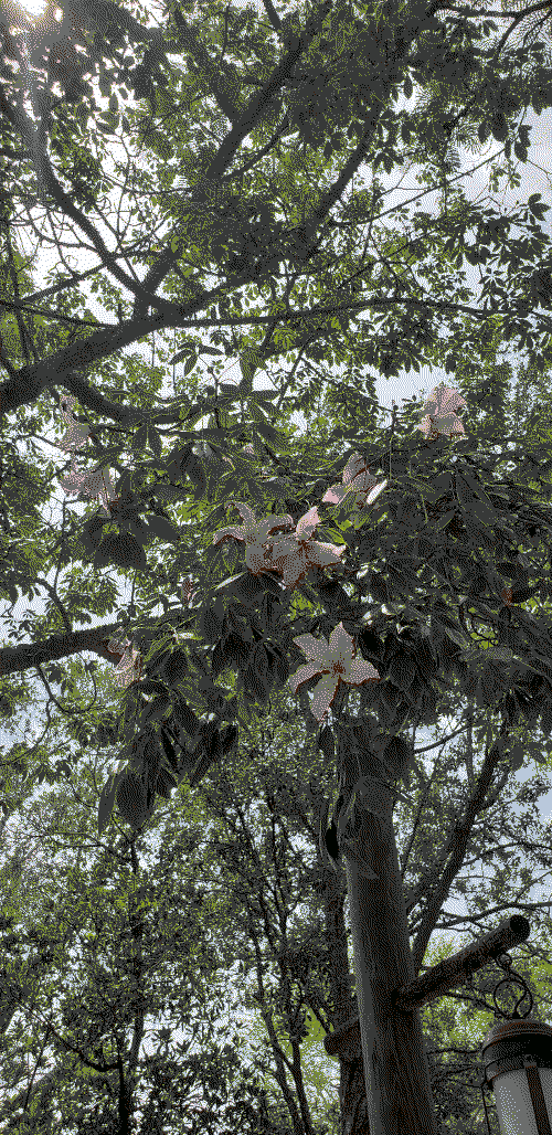 tree