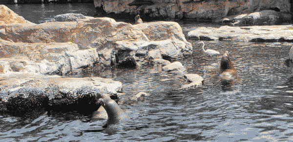 seals