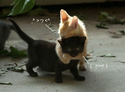 2 cats hugging