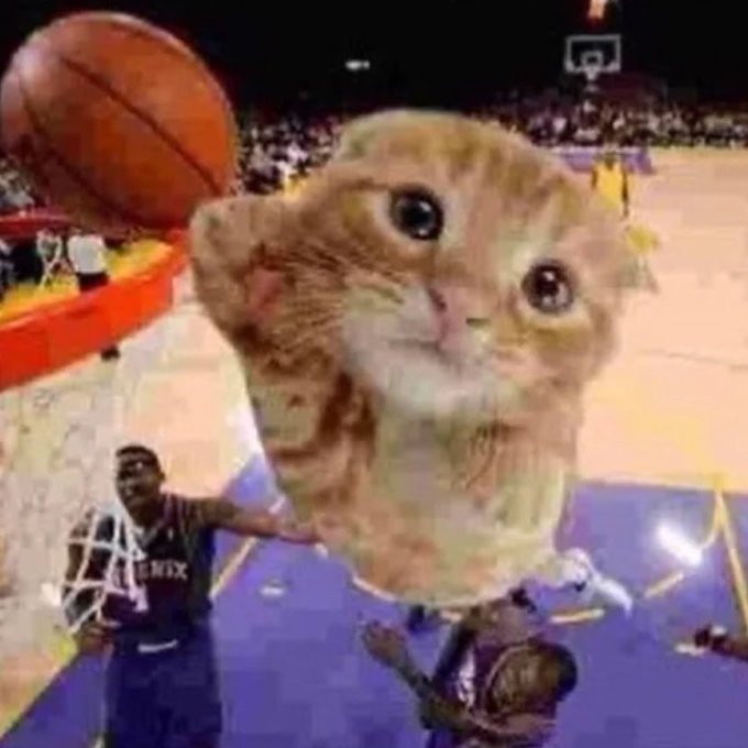 cat balling