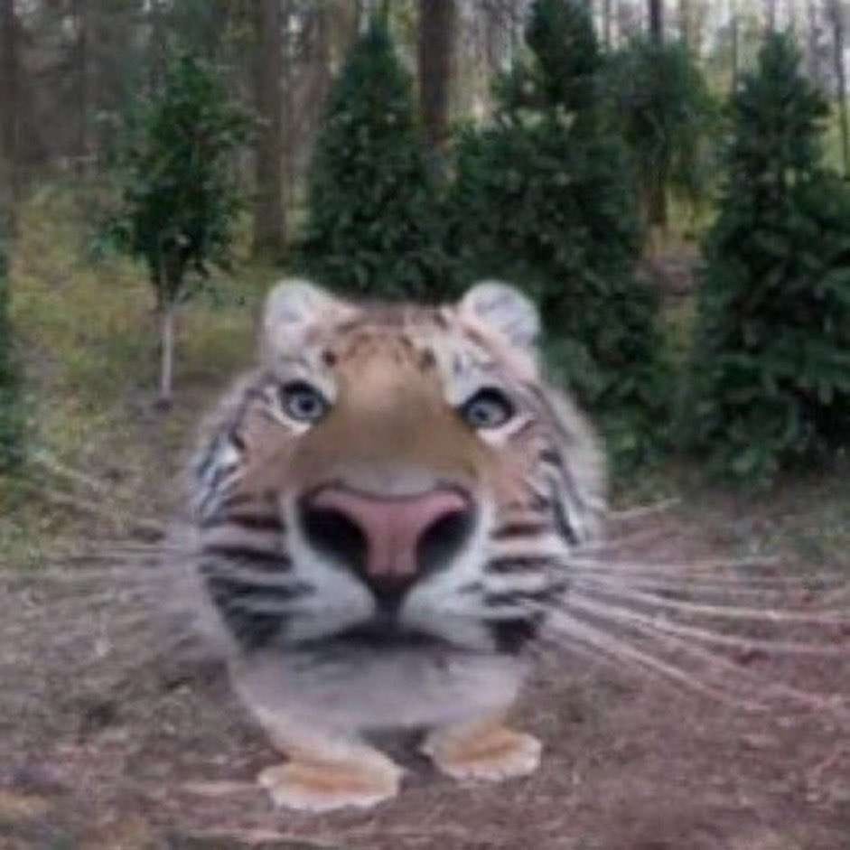 stupid tiger