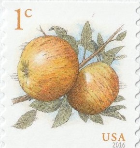 drawing of apples on branches