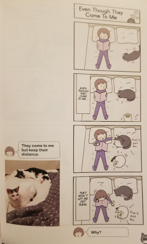 comic strips alongside a real life picture of the mangaka's cats