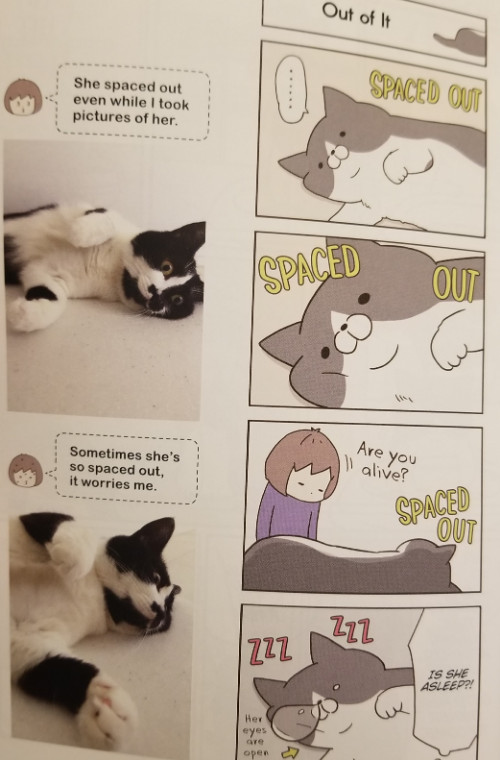 a page from my cat is such a weirdo