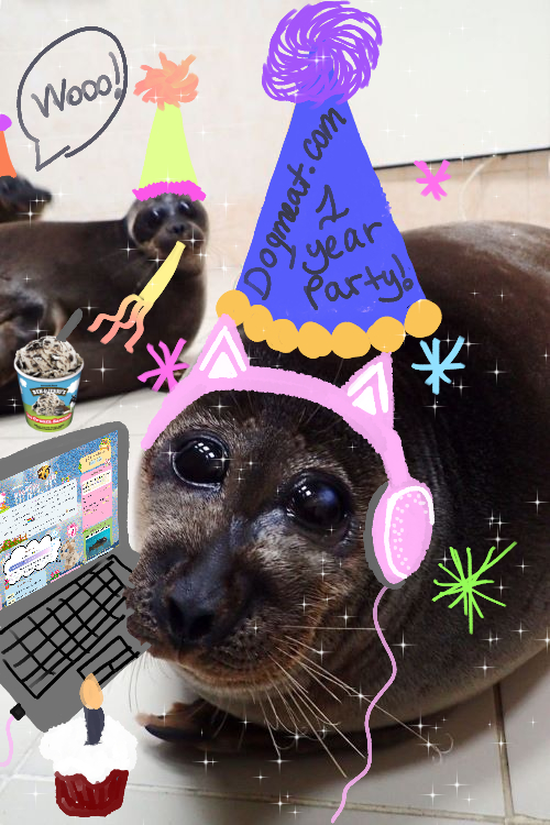 seal with birthday hat on having a little party