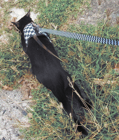steve with the harness and leash on a patch of grass