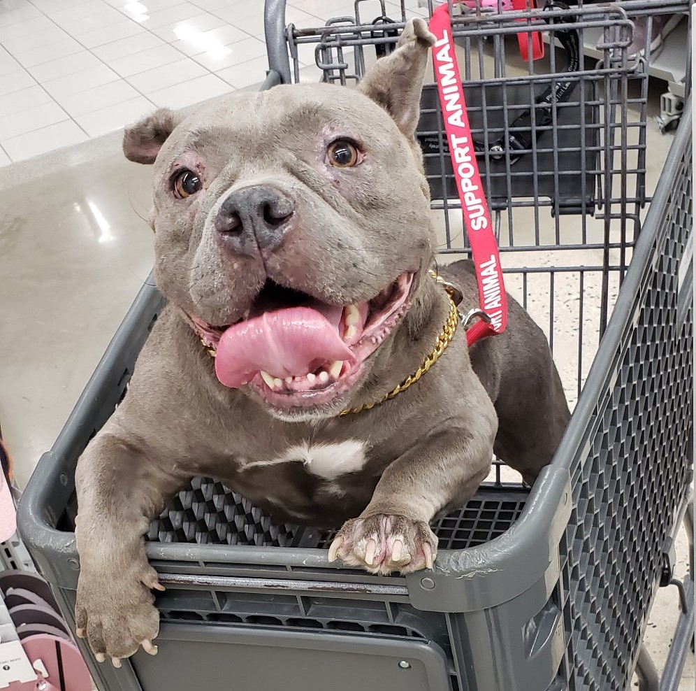 american bulldog having a nice time on a shopping cart