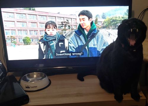 mizu in front of the tv