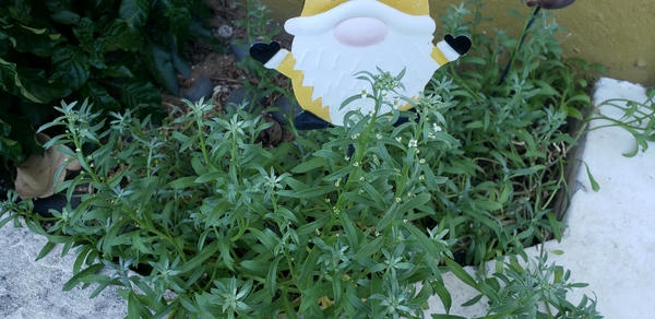 alyssum