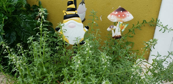 alyssum